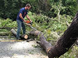 Professional Tree Removal Services in Ravenswood, WV